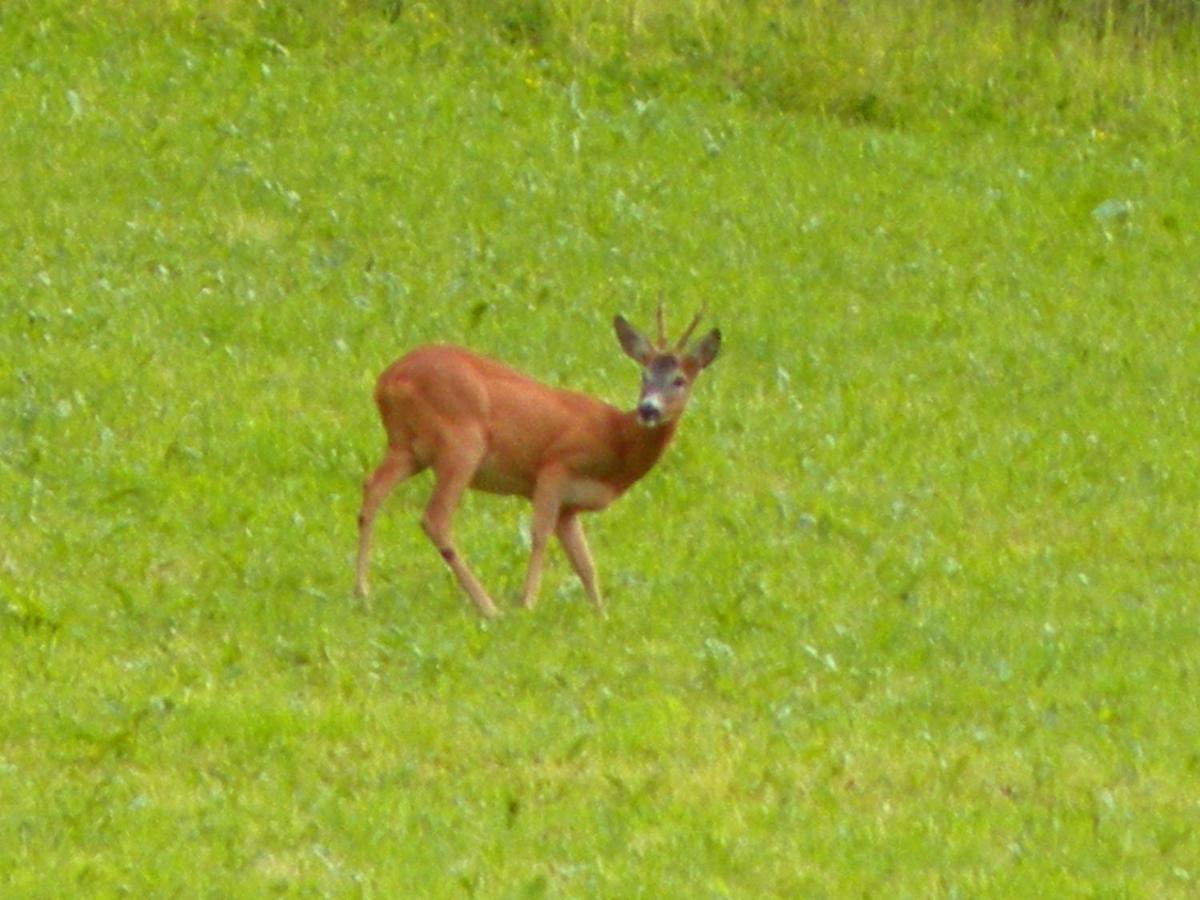 Urlaub Im Zirbenland Villa Obdach ภายนอก รูปภาพ